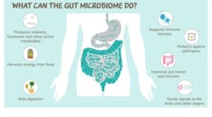Explore how the gut microbiome is shaping the future of cancer research and treatment. Discover its role in immunity, therapy response, and oncology breakthroughs.